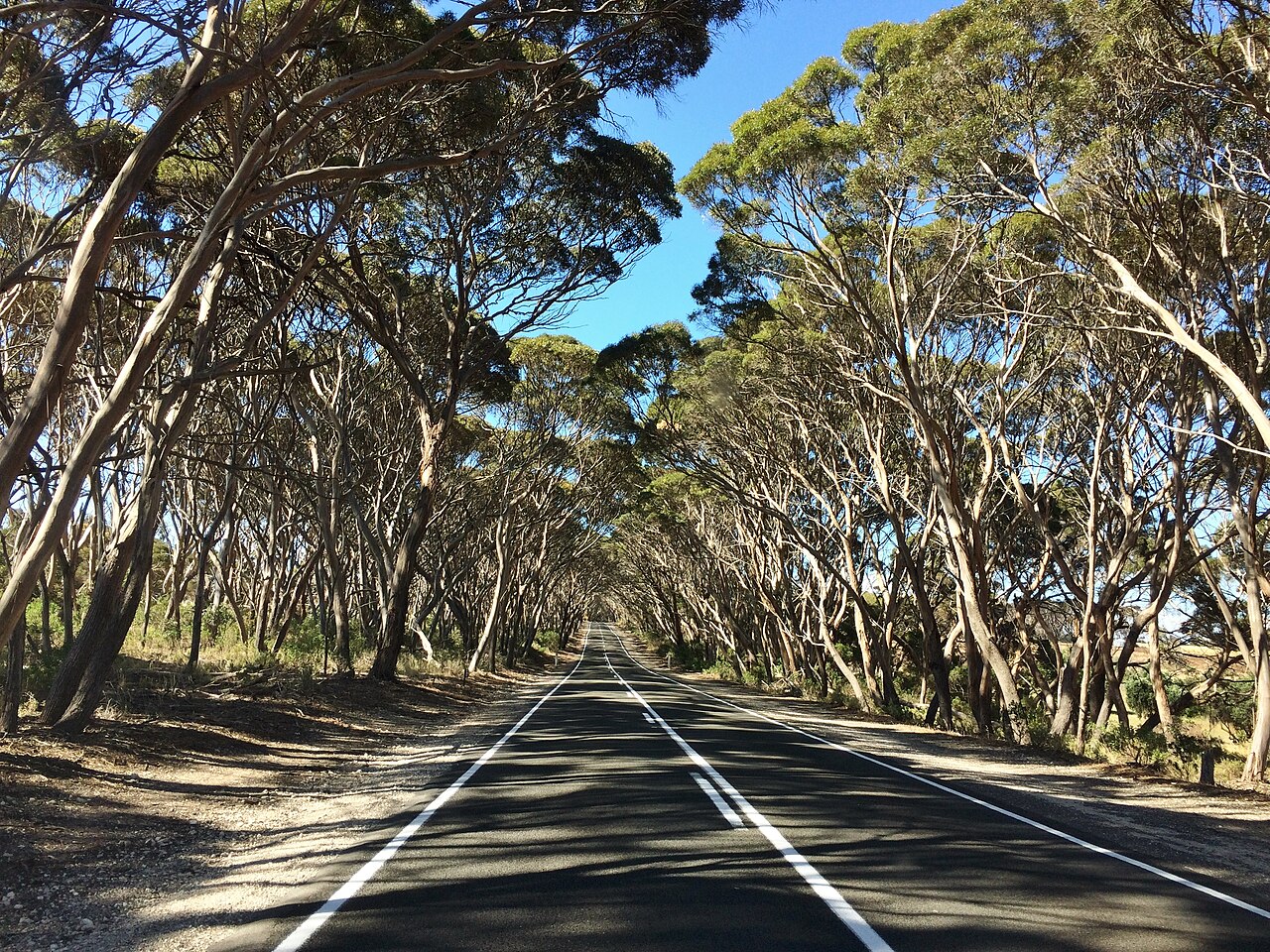 Eucalyptus trees on an Australian roadside