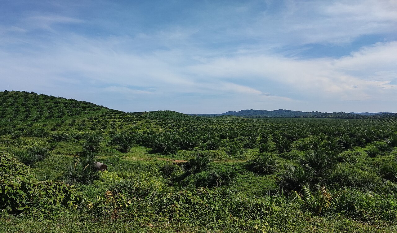 Oil palm plantation — tropical climate
